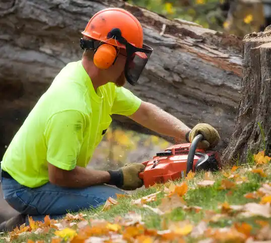 tree services Manton